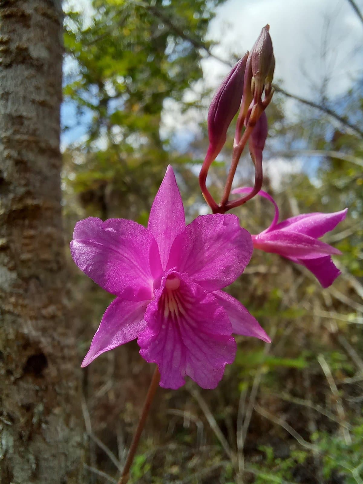 Broughtonia ortgiesiana (Rchb.f.) Dressler