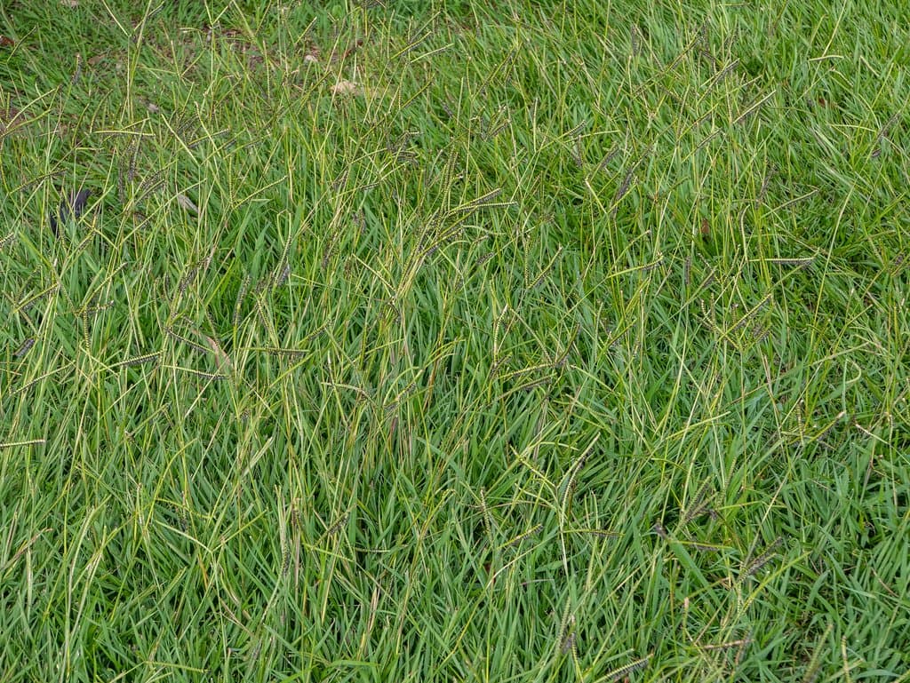 Paspalum distichum L.