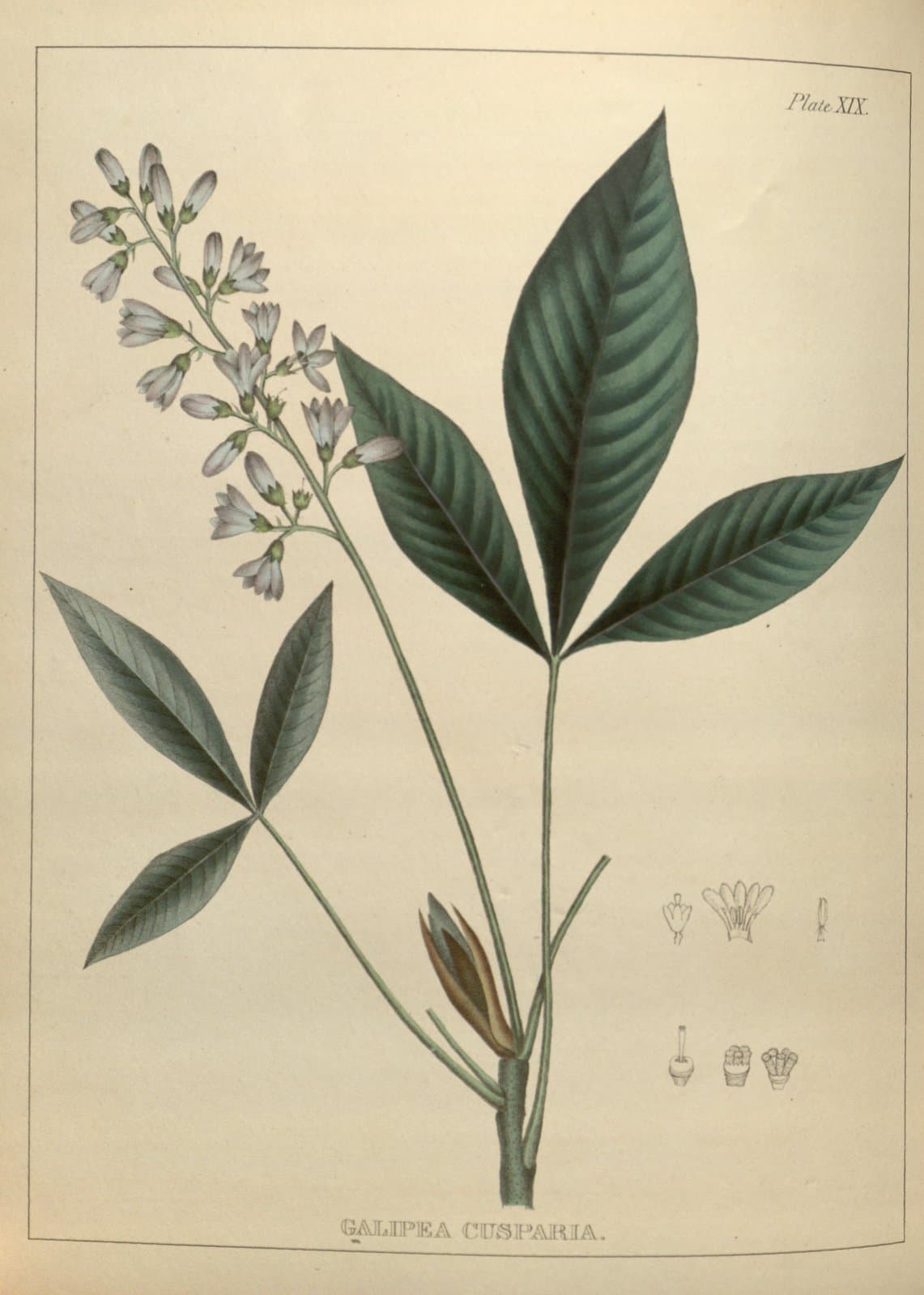 Angostura trifoliata (Willd.) T.S.Elías