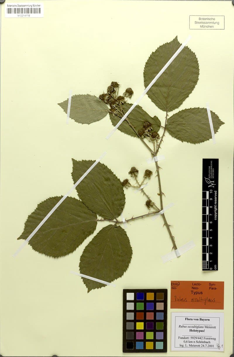Rubus occultiglans Meierott