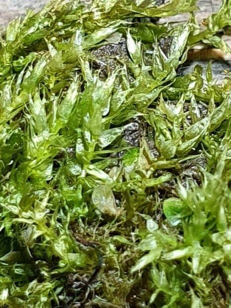 Hygroamblystegium varium (Hedw.) Mönk.