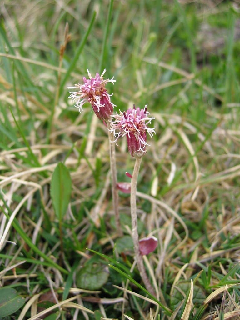 Homogyne discolor (Jacq.) Cass.