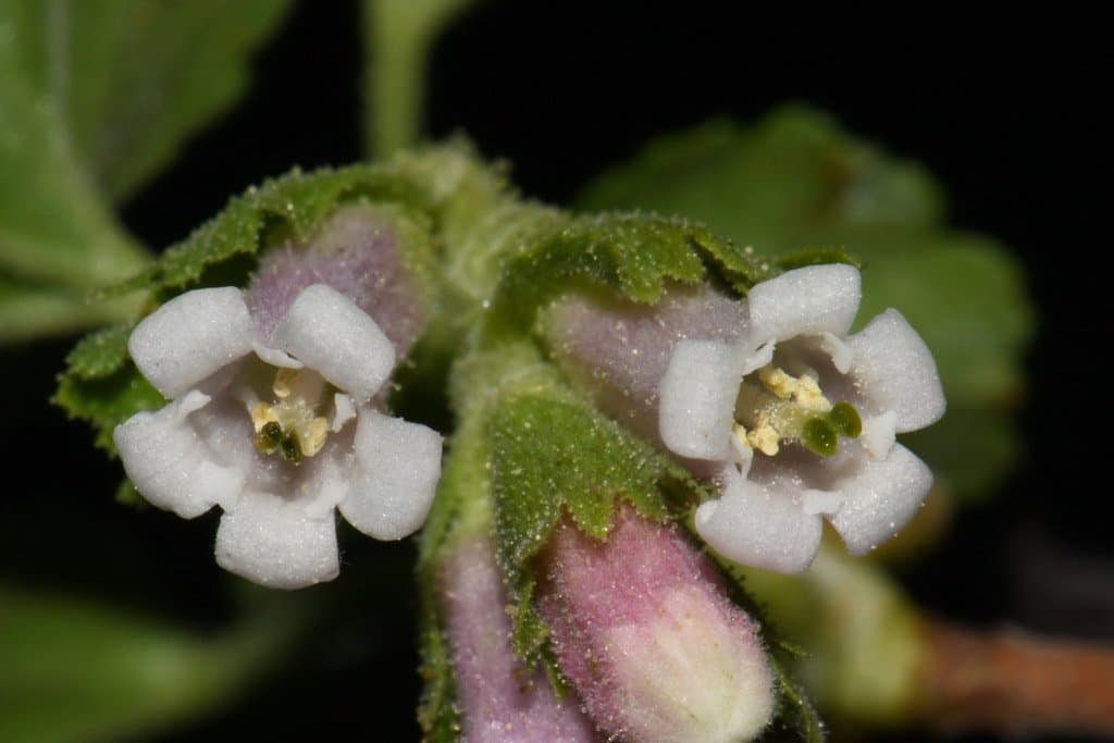 Ribes cereum Douglas