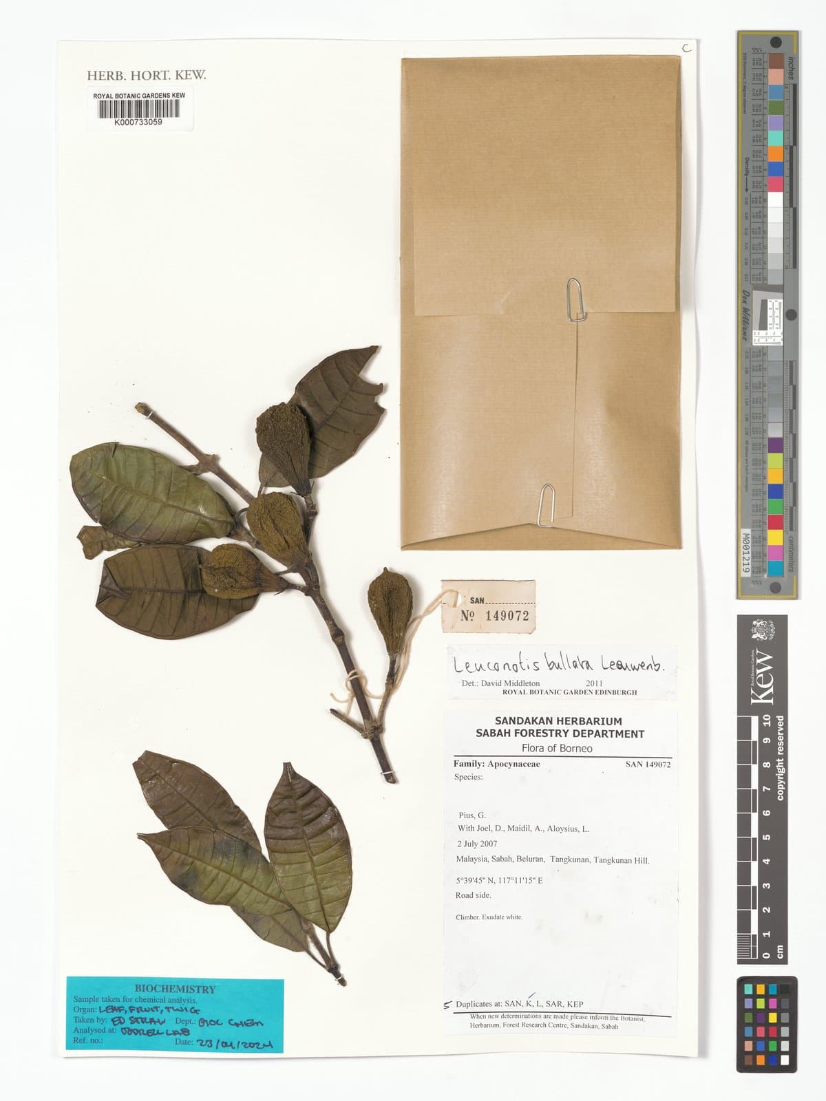 Leuconotis bullata Leeuwenb.