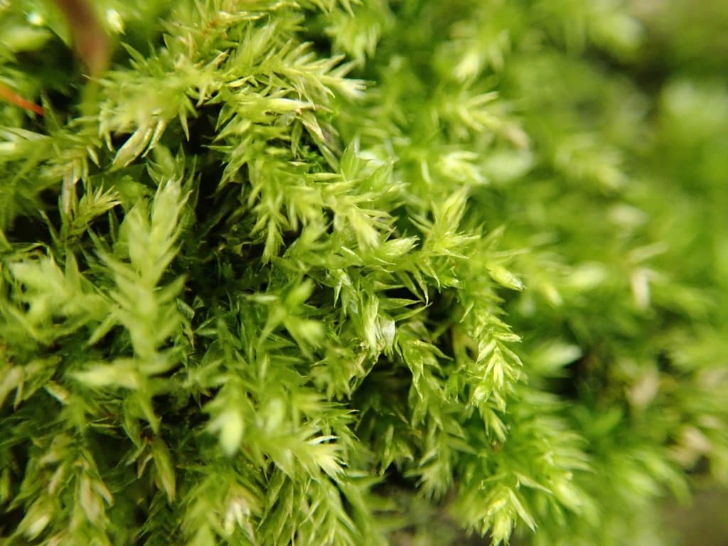 Rhynchostegium confertum (Dicks.) Schimp.