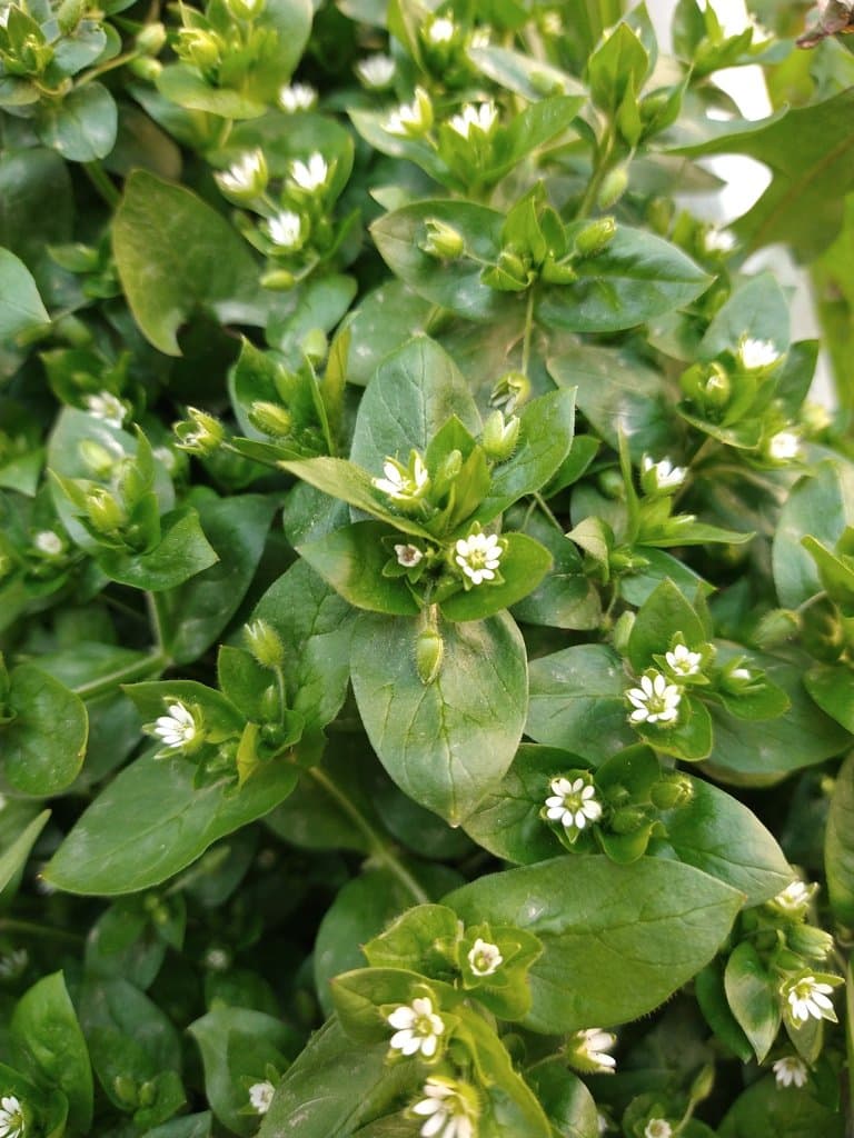 Stellaria media (L.) Vill.