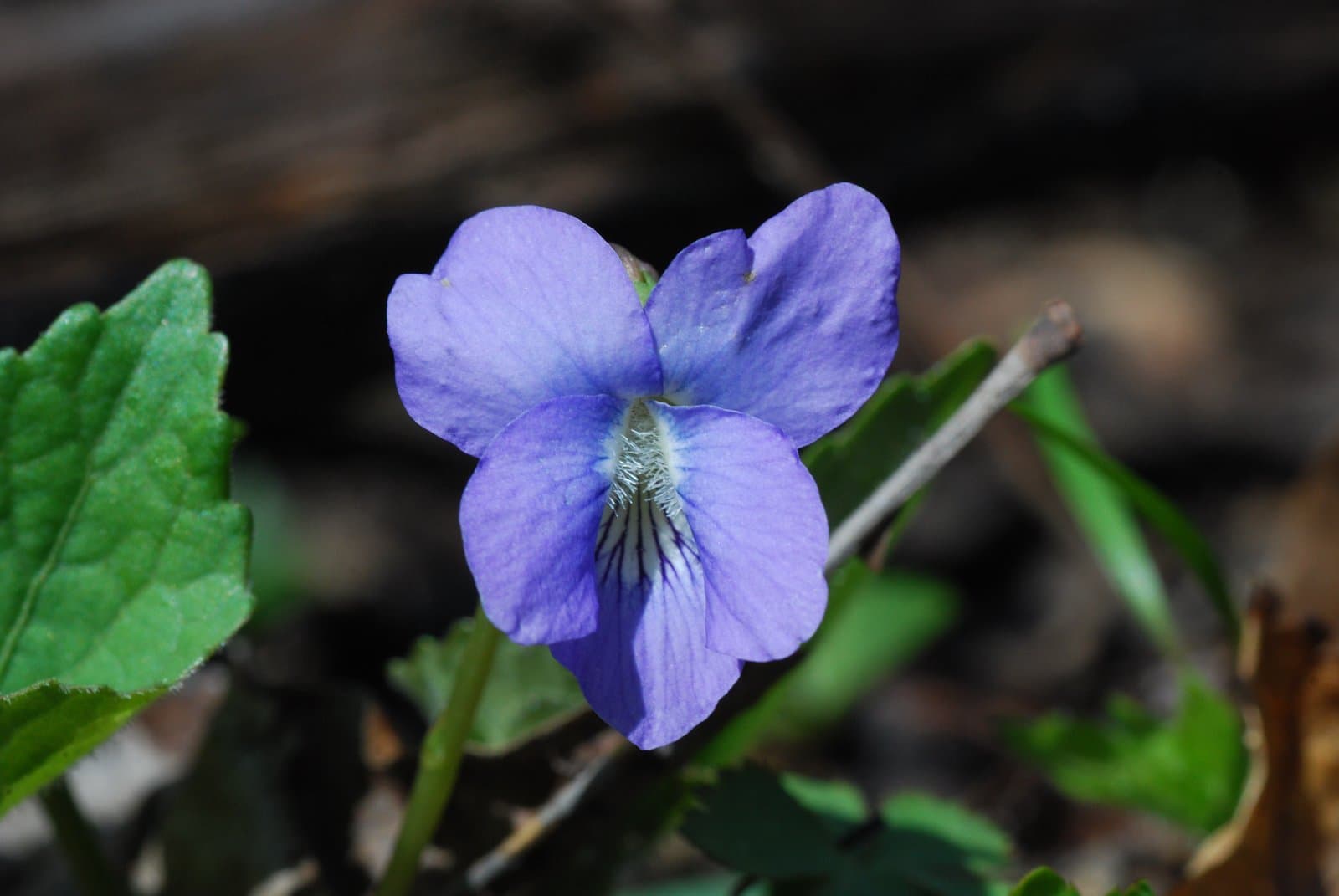 Viola affinis Leconte