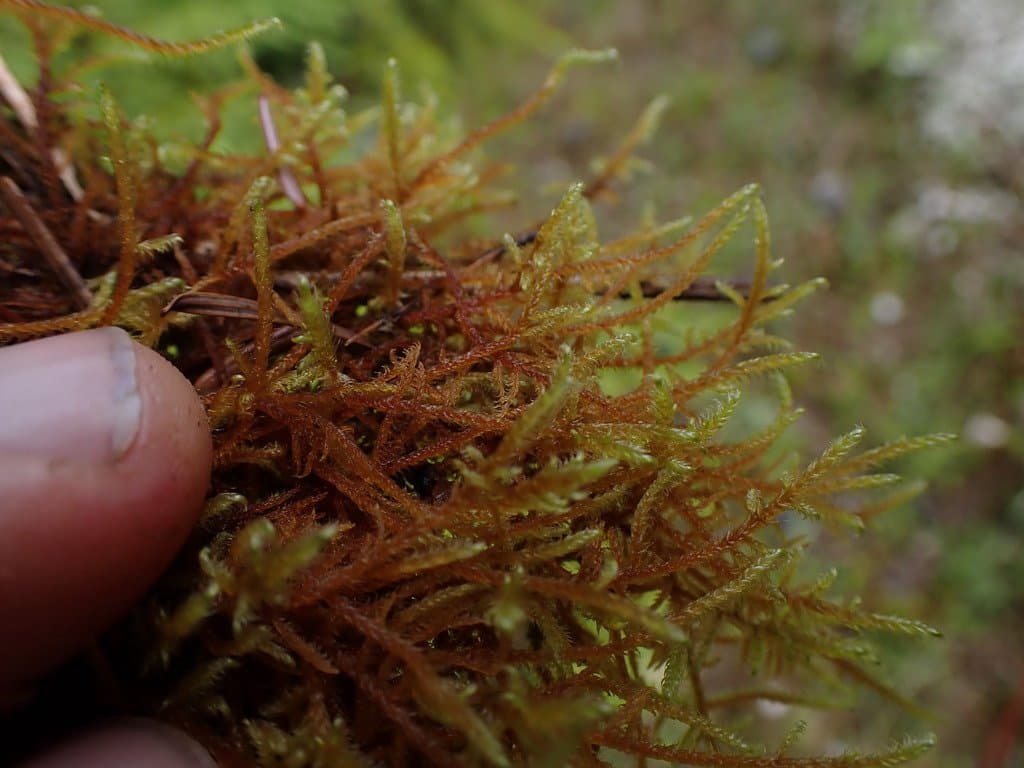 Cratoneuron filicinum (Hedw.) Spruce