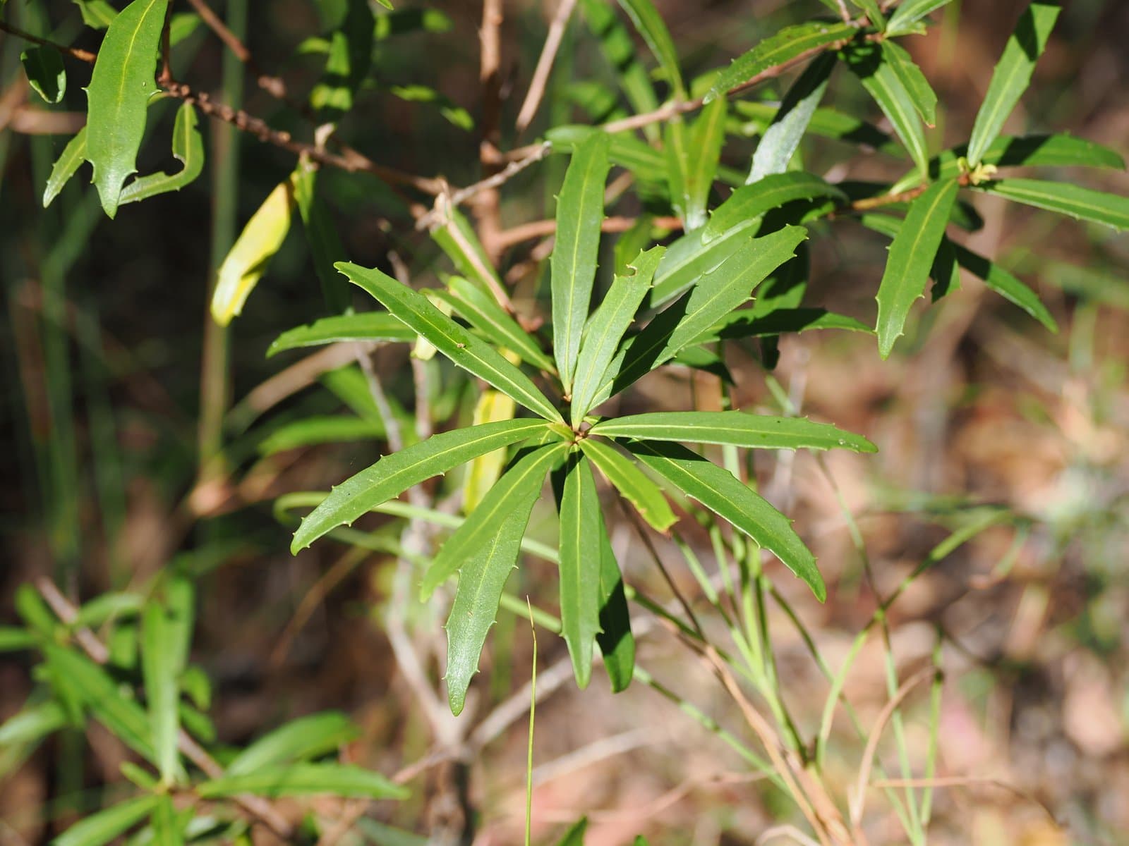 Myrsine angusta Jackes