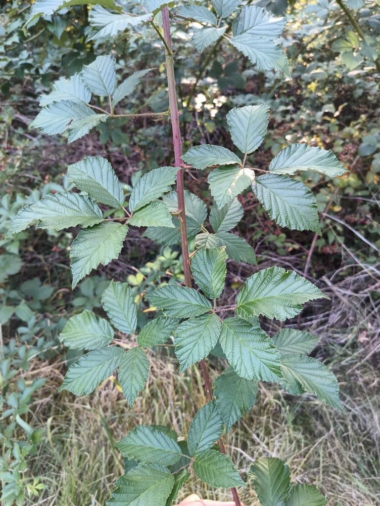 Rubus pericrispatus Holub & Trávn.