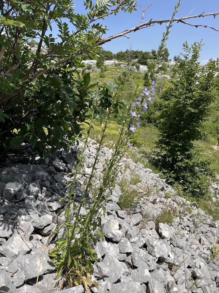 Campanula pyramidalis L.