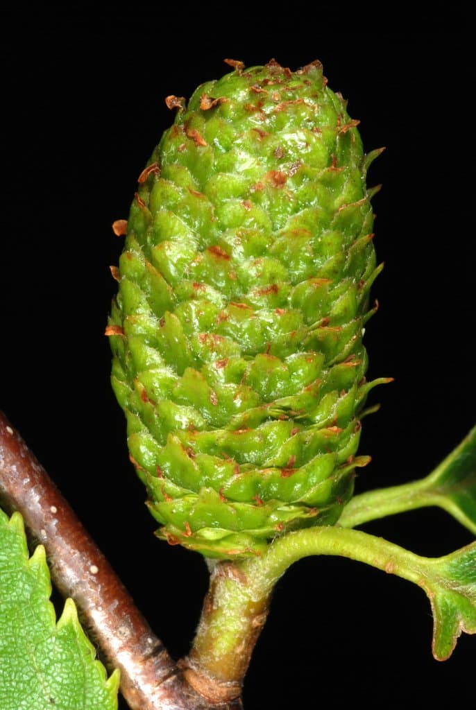 Betula alleghaniensis Britton