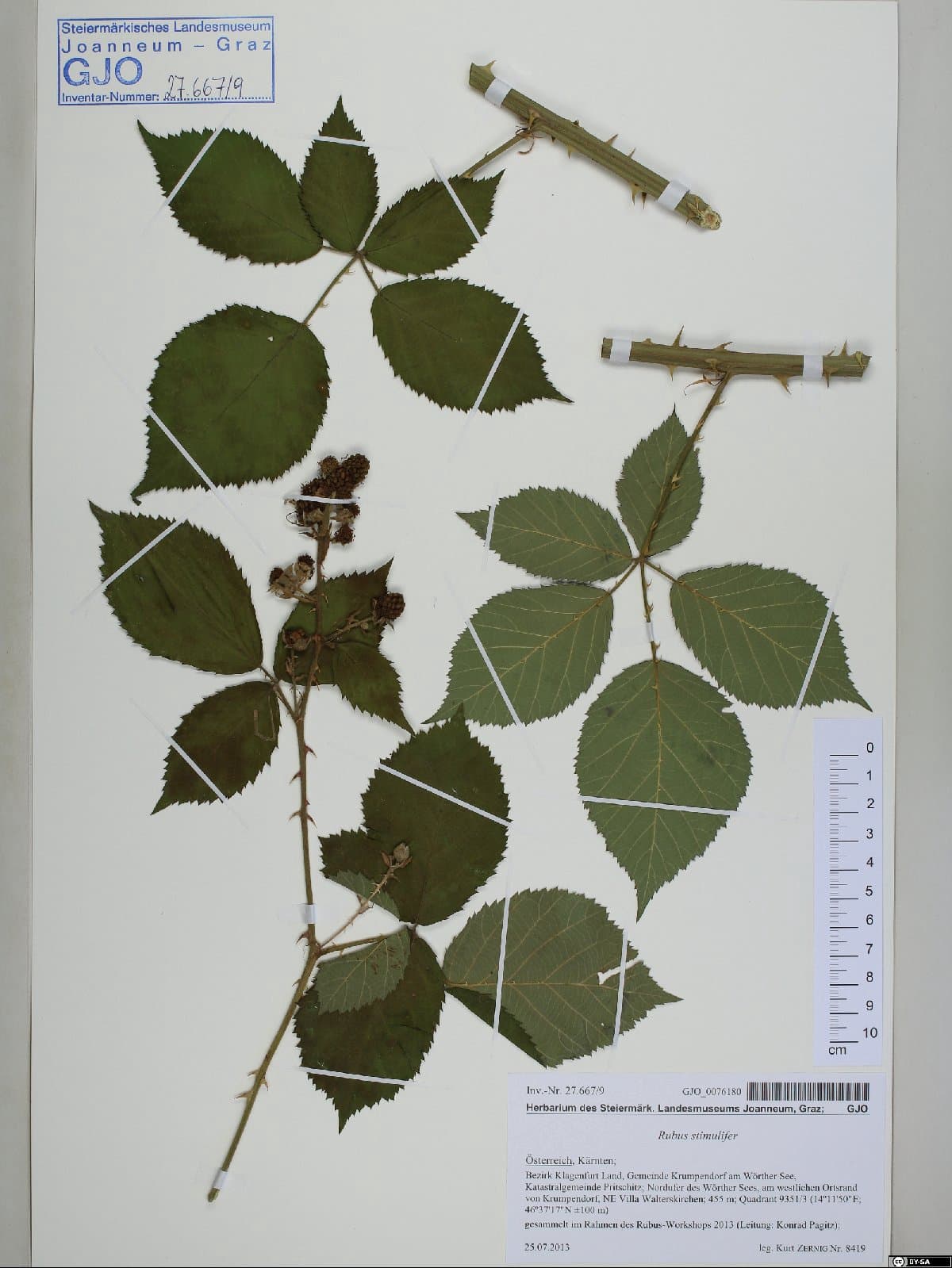 Rubus stimulifer Plien.