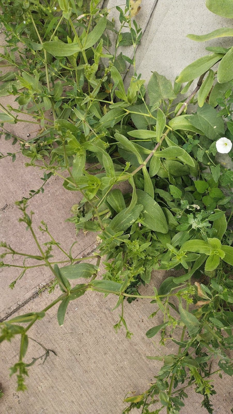 Gypsophila perfoliata L.