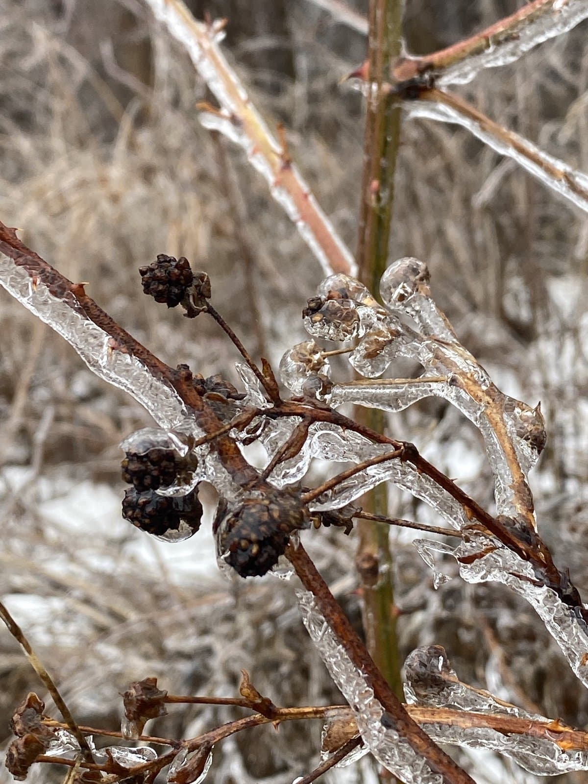 Rubus allegheniensis Porter