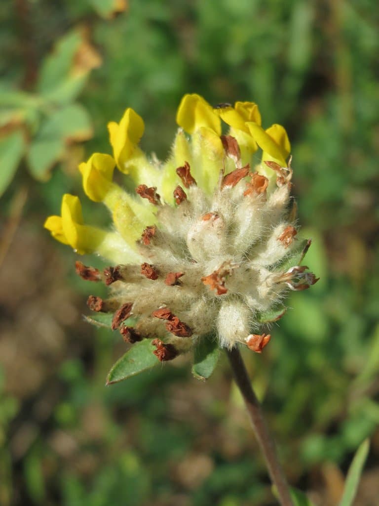 Anthyllis vulneraria L.