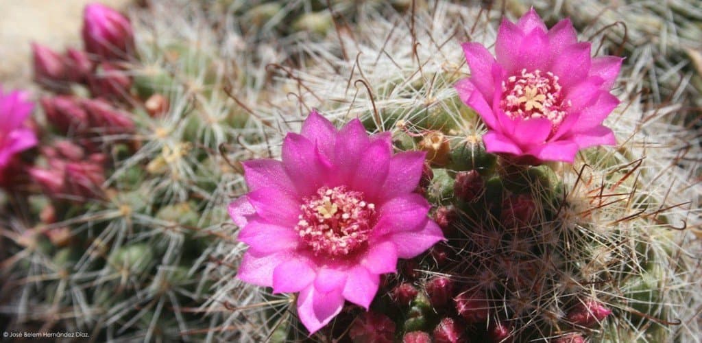 Mammillaria zeilmanniana Boed.