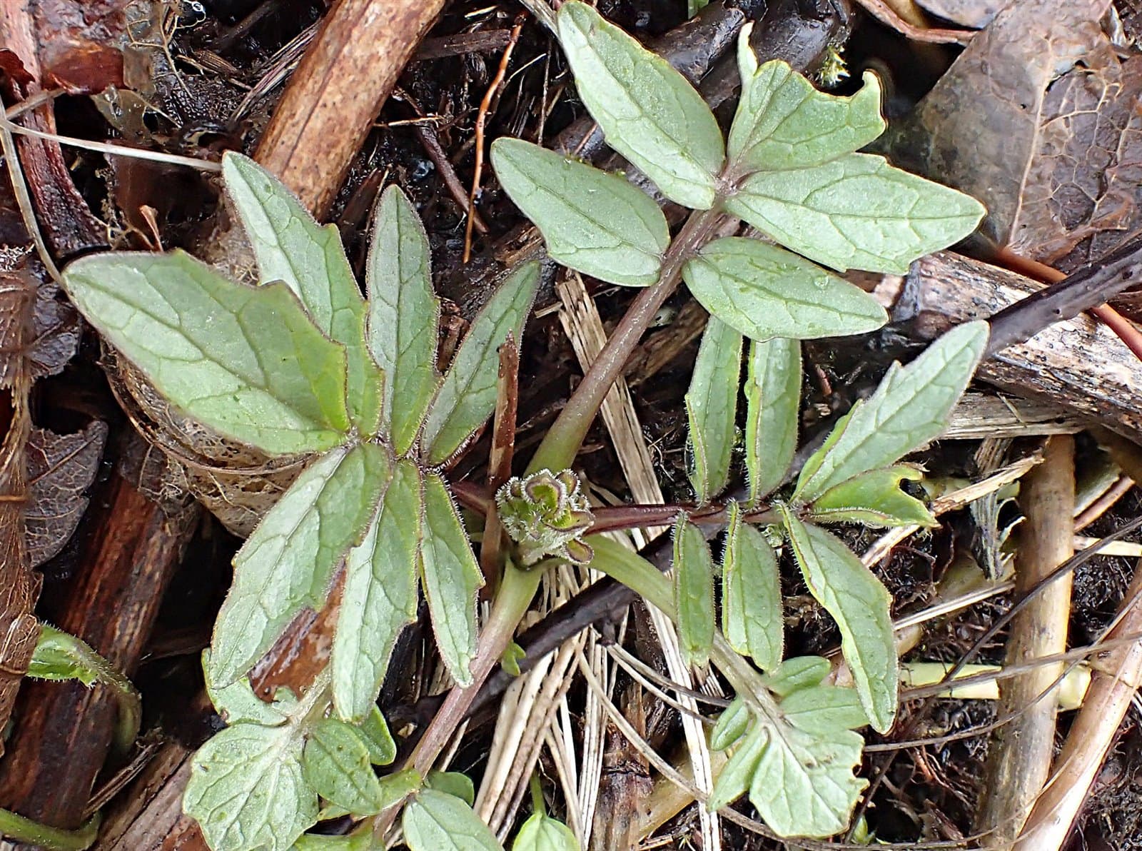 Valeriana excelsa Poir.