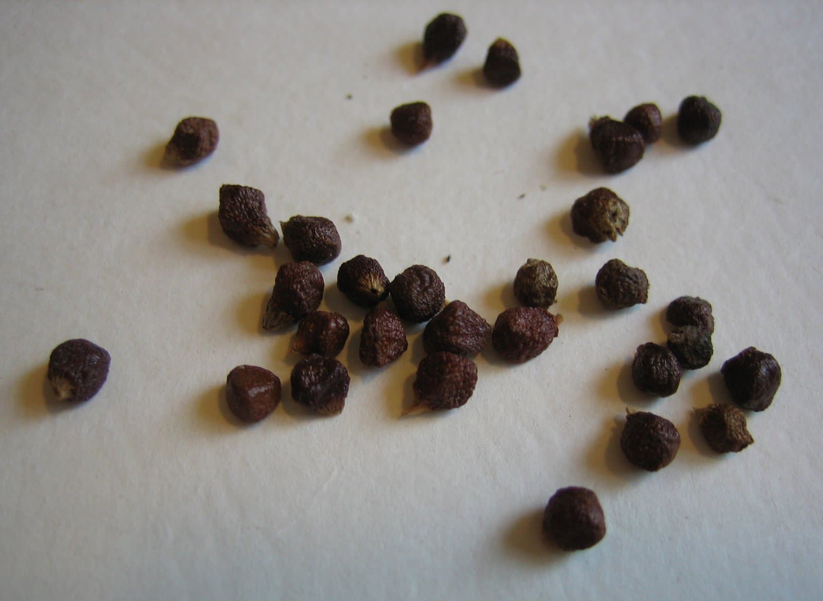 Aframomum melegueta K.Schum.