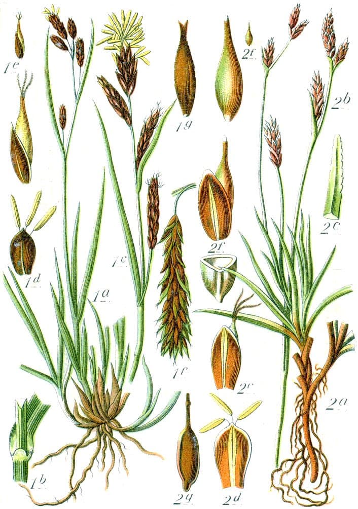 Carex frigida All.
