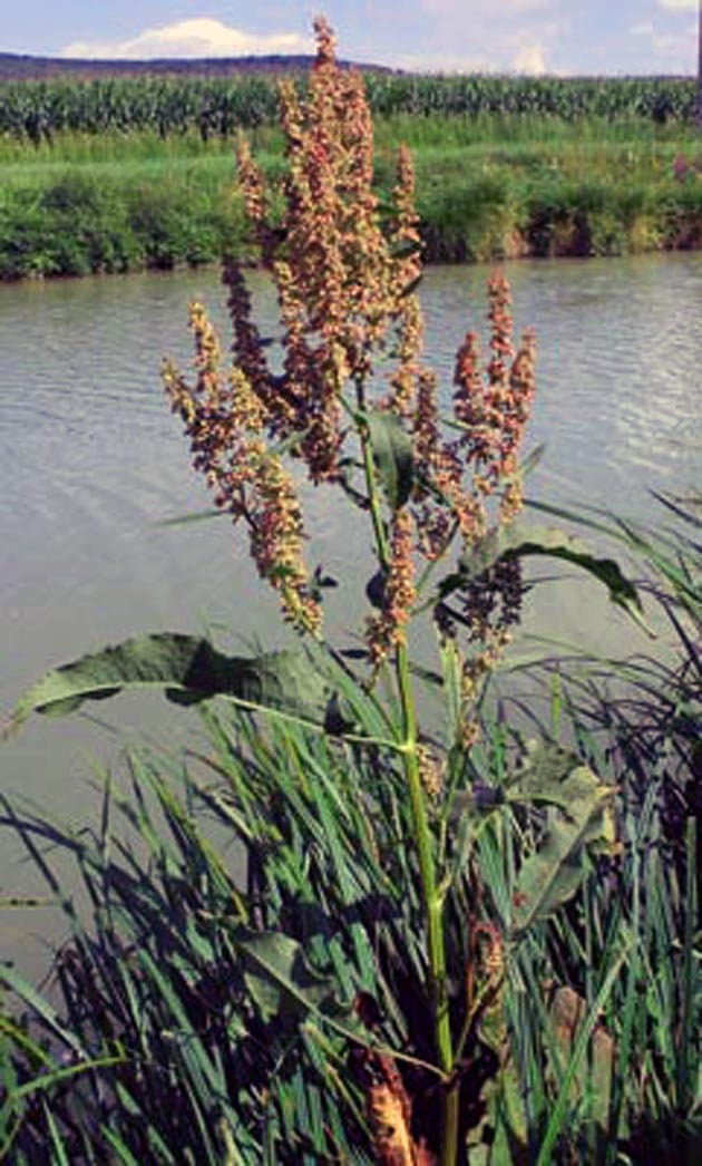 Rumex hydrolapathum (Scop.) Huds.