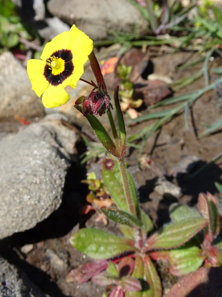 Tuberaria guttata (L.) Fourr.
