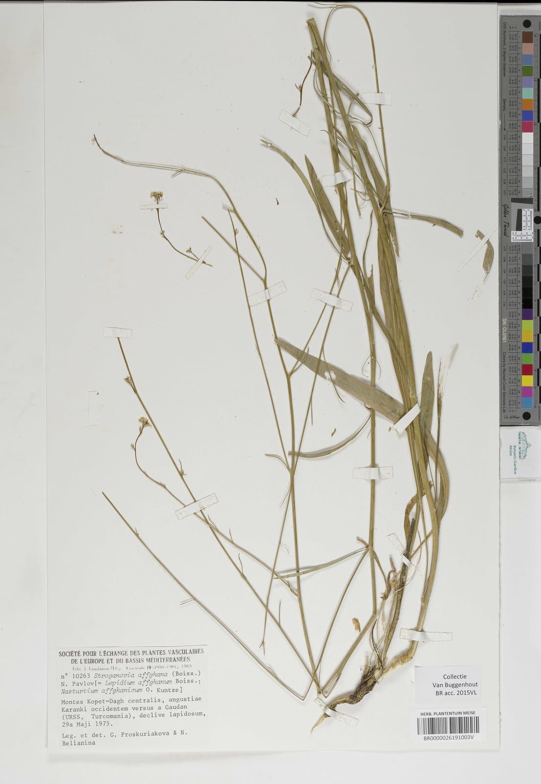 Lepidium affghanum Boiss.