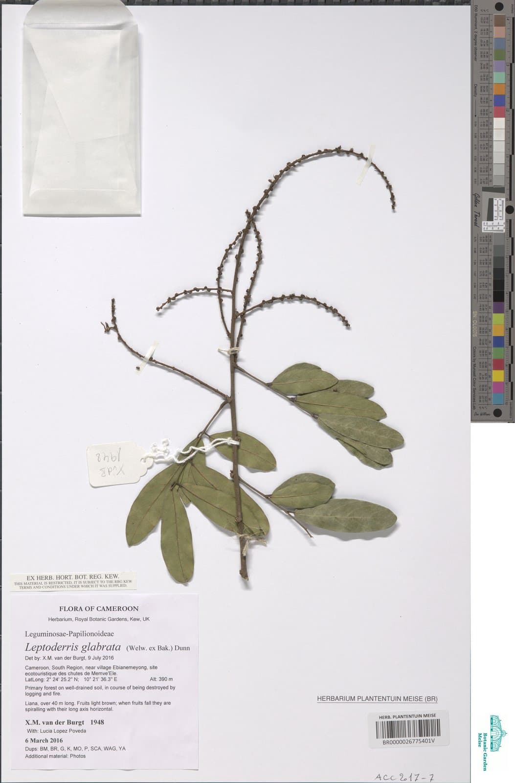 Leptoderris glabrata (Welw. ex Baker) Dunn