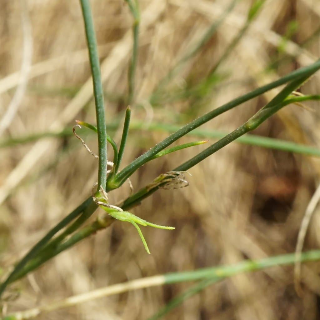 Petrorhagia saxifraga (L.) Link