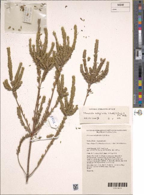 Stonesiella selaginoides (Hook.f.) Crisp & P.H.Weston