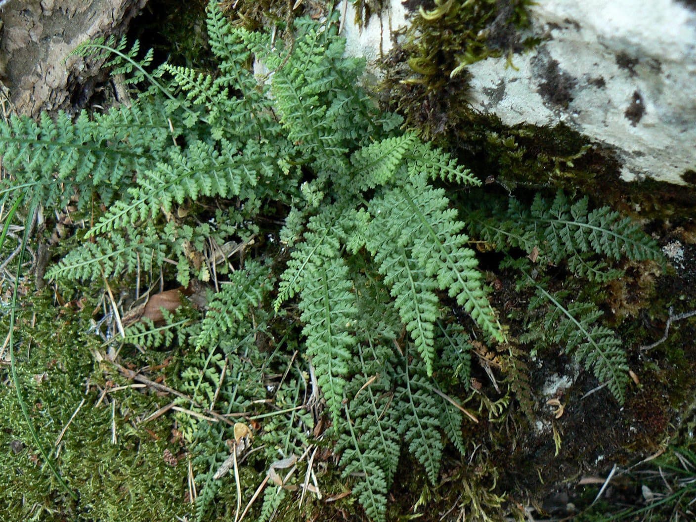 Asplenium fontanum (L.) Bernh.