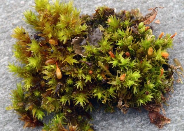 Orthotrichum urnigerum Myrin