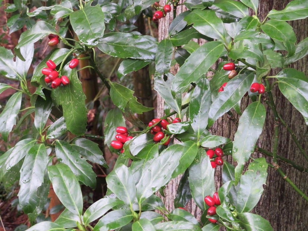 Aucuba japonica Thunb.