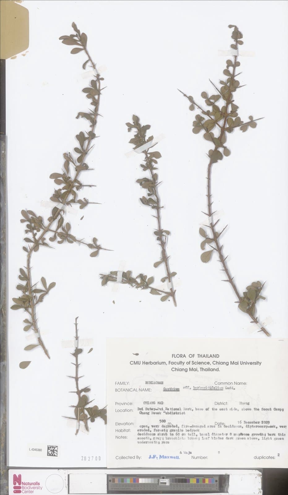 Canthium berberidifolium E.T.Geddes