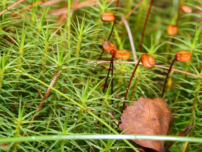 Polytrichum commune Hedw.