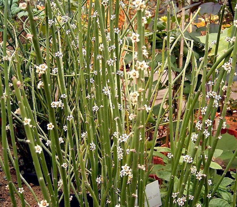 Euphorbia antisyphilitica Zucc.