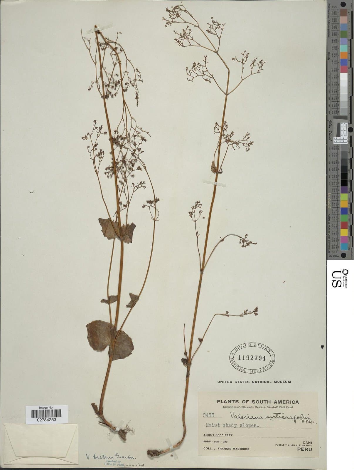 Valeriana baltana Graebn.