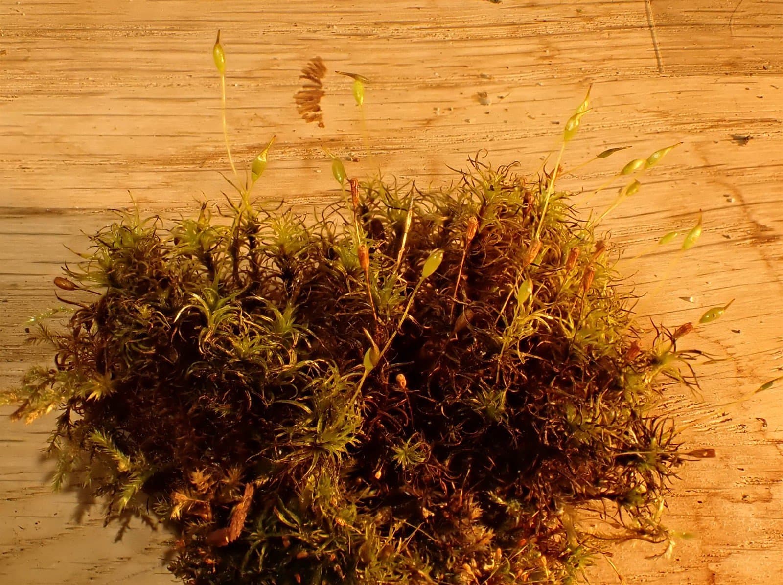 Cynodontium jenneri (Schimp.) Stirt.