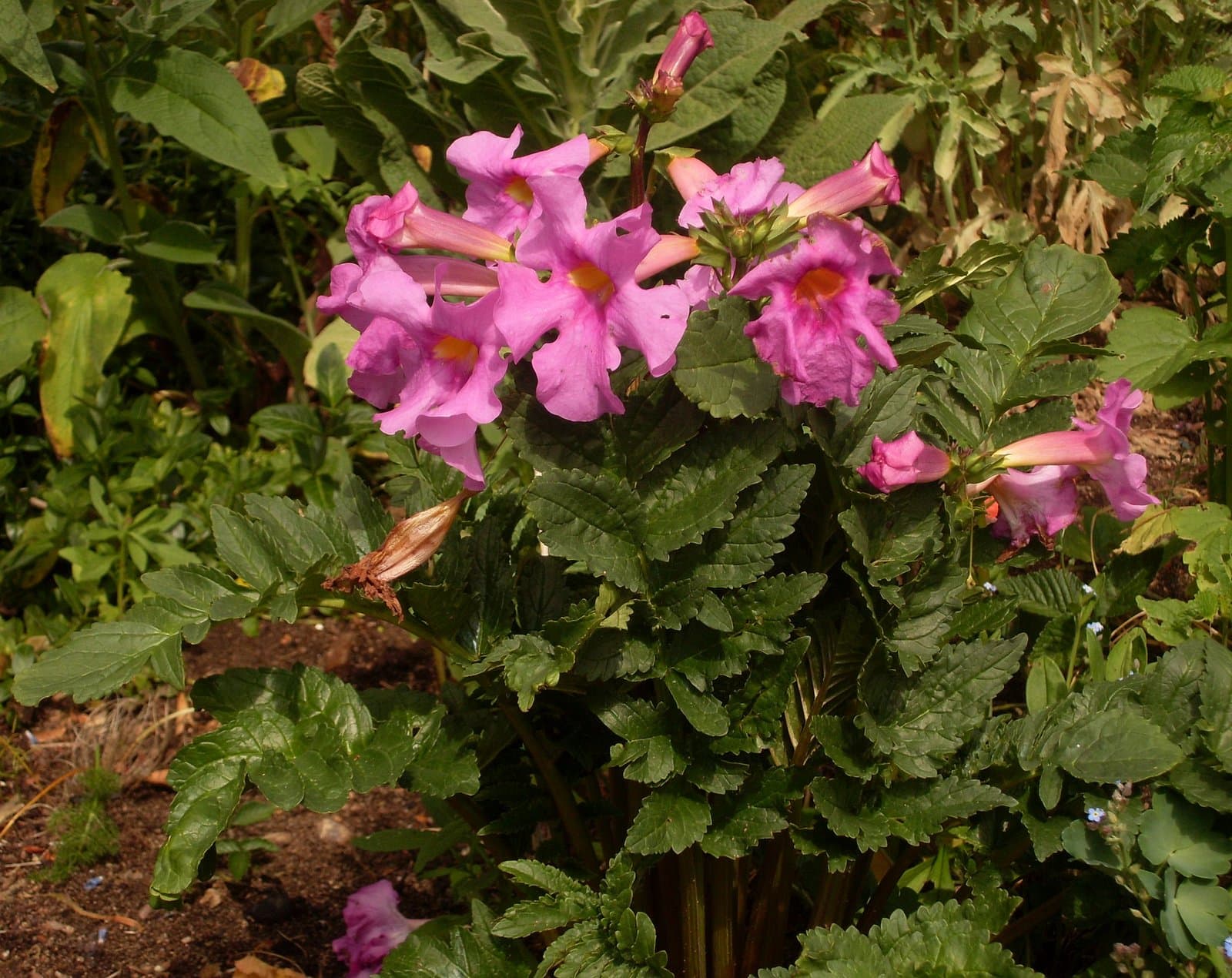 Incarvillea delavayi Bureau & Franch.