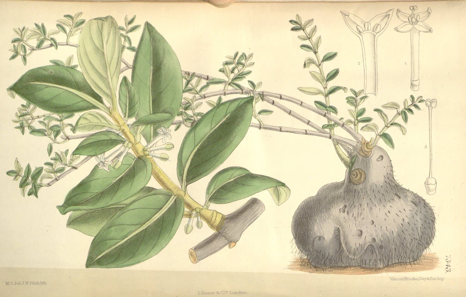 Hydnophytum longiflorum A.Gray