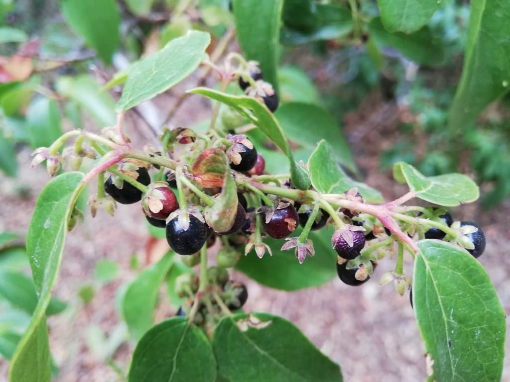 Aristotelia chilensis (Molina) Stuntz