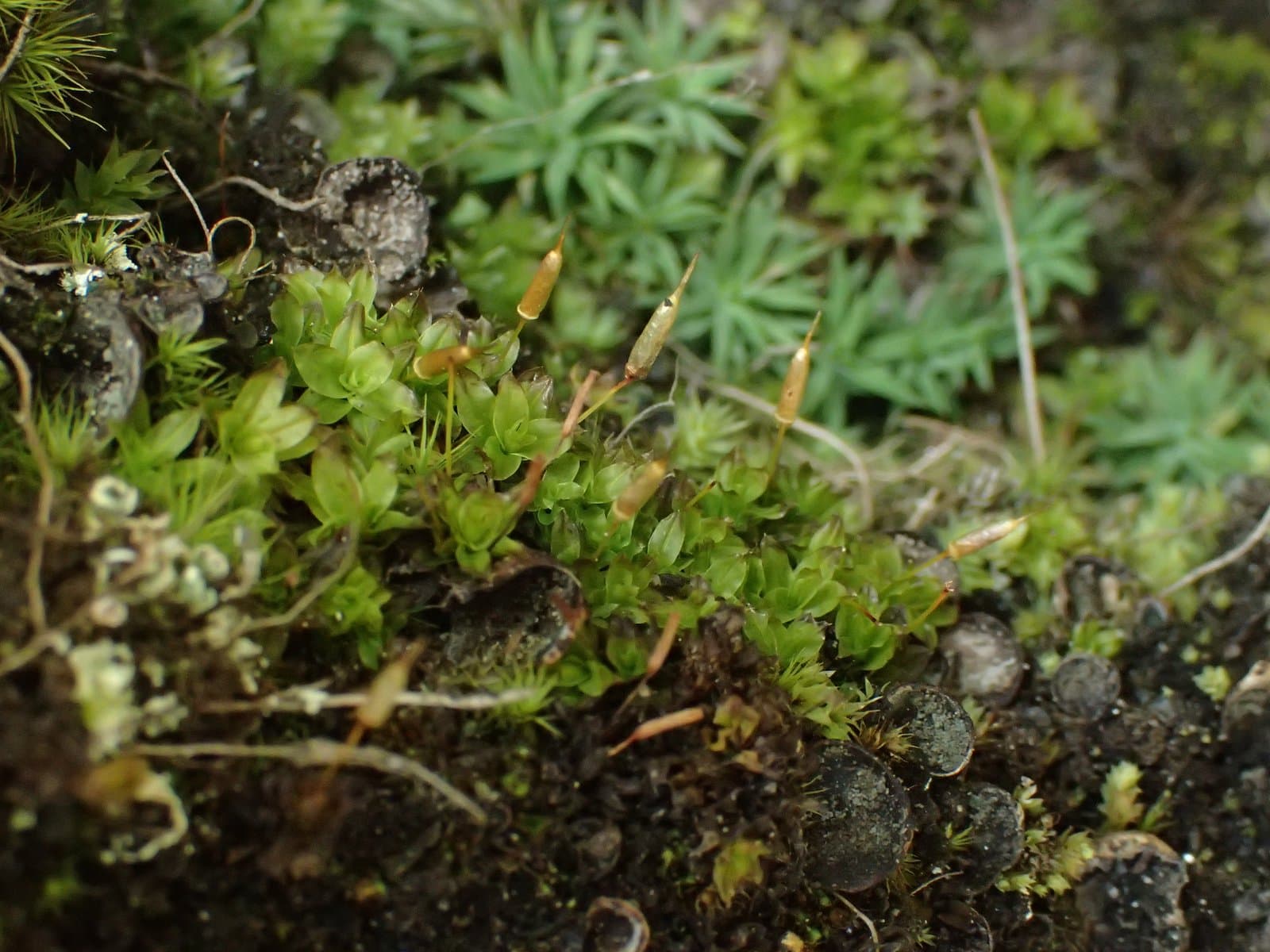 Encalypta microstoma Bals.-Criv. & De Not.