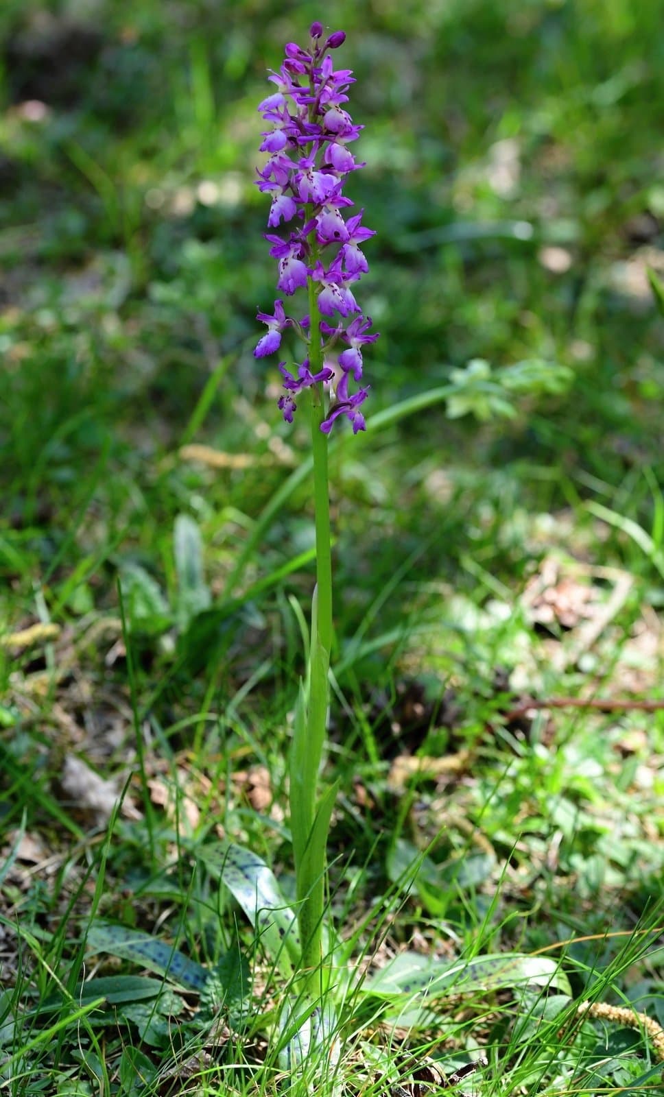 Orchis ×penzigiana A.Camus