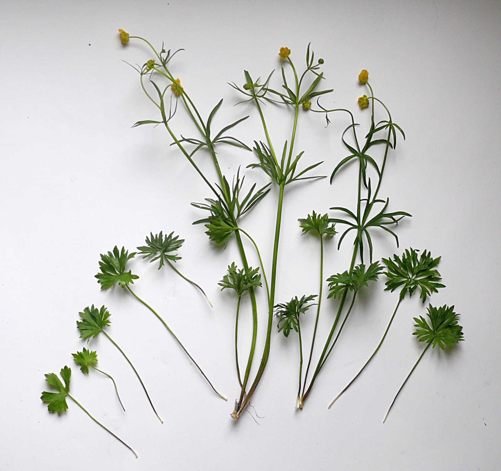 Ranunculus multisectus Haas