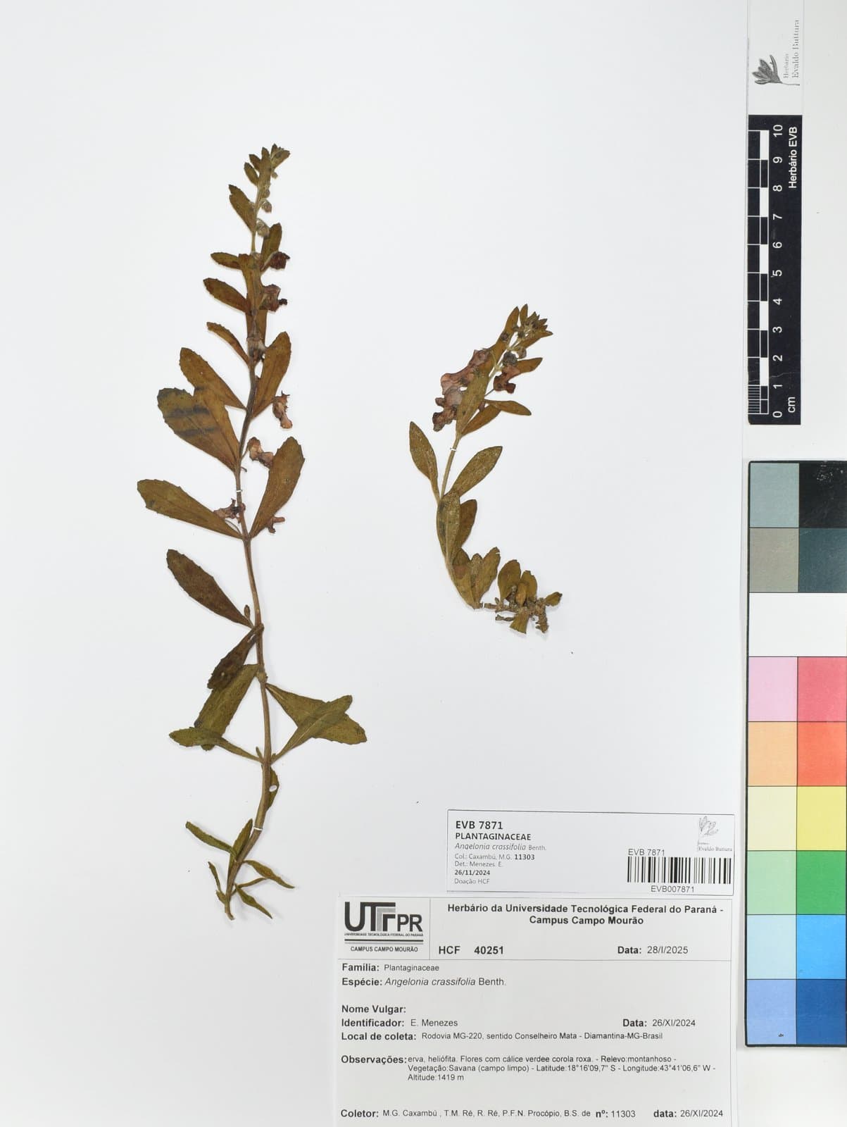 Angelonia crassifolia Benth.