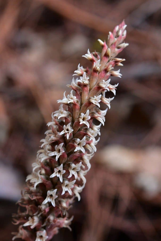 Aulosepalum pyramidale (Lindl.) M.A.Dix & M.W.Dix