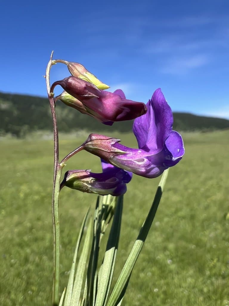 Lathyrus bauhini P.A.Genty