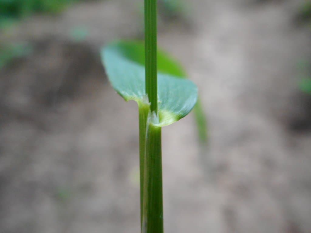Elymus caninus (L.) L.