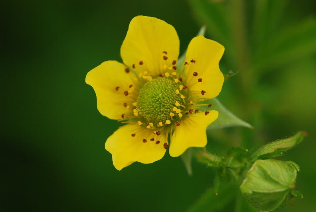 Geum aleppicum Jacq.