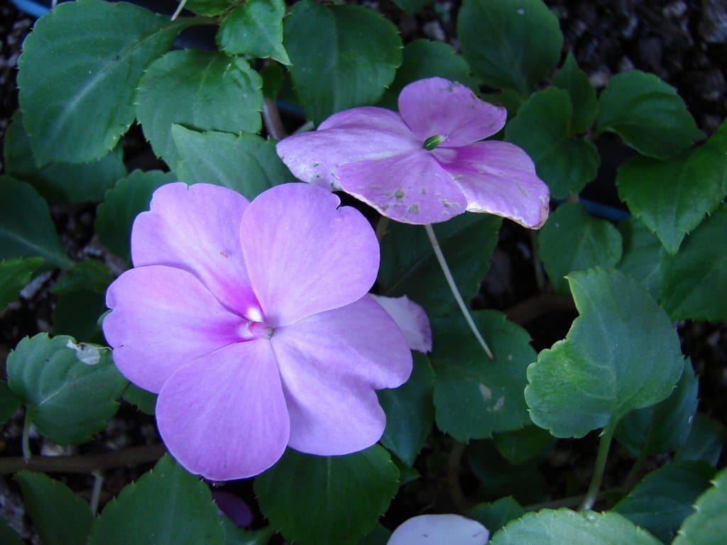 Impatiens walleriana Hook.fil.